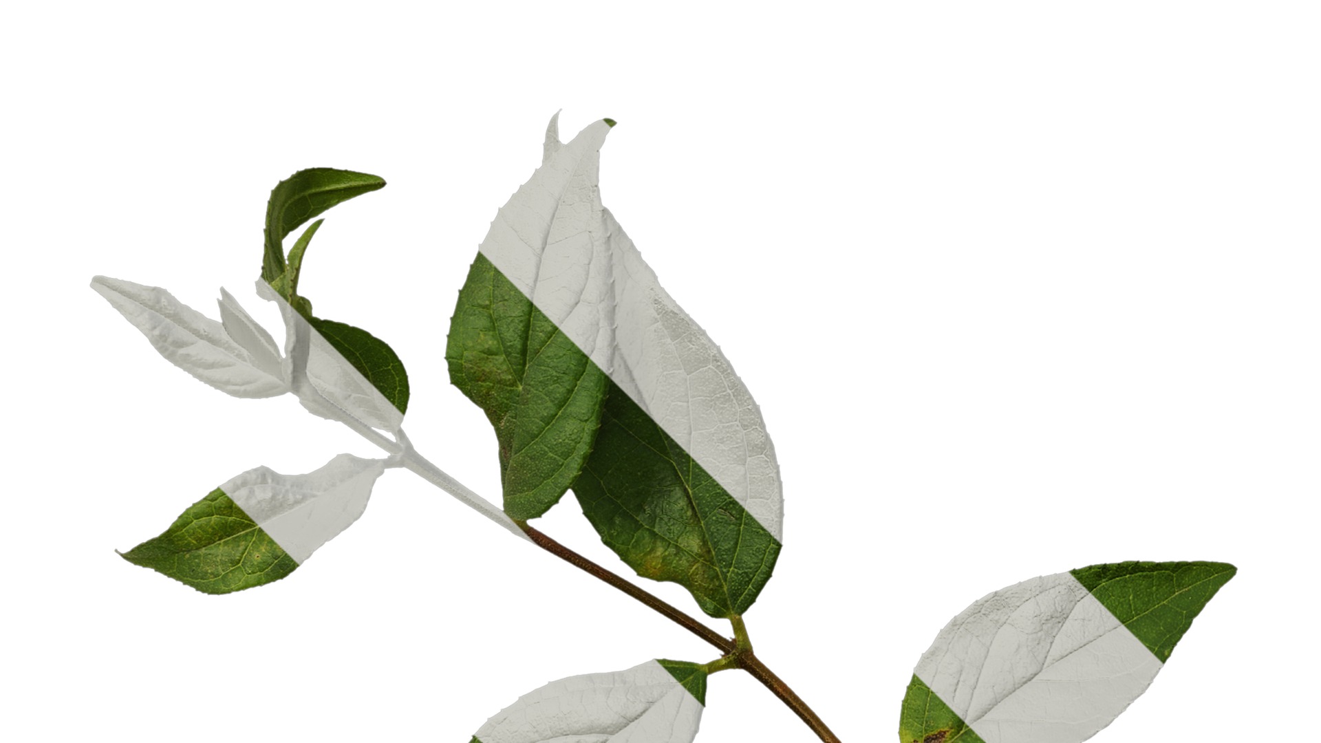 Anydrafts Deutzia scabra Atlas 09 Texture_5