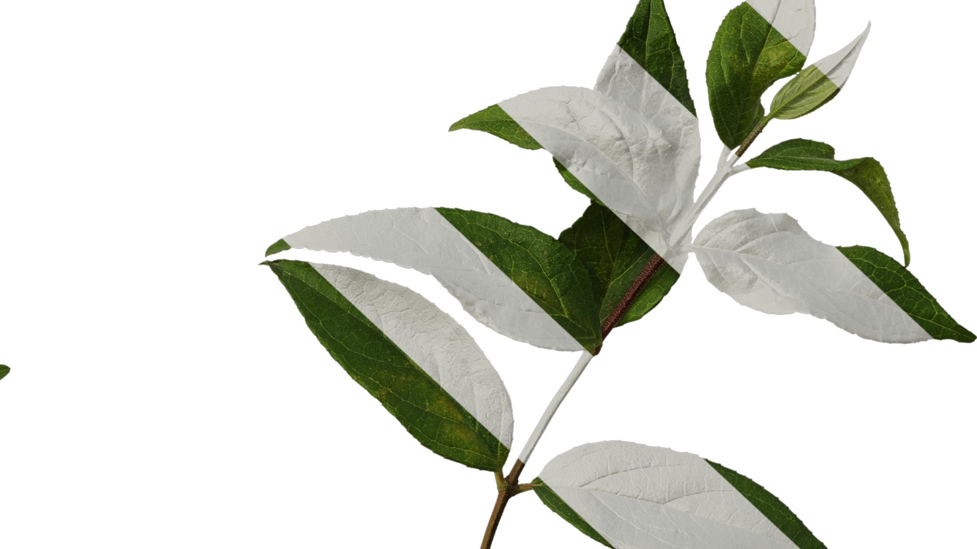 Anydrafts Deutzia scabra Atlas 09 Texture_6