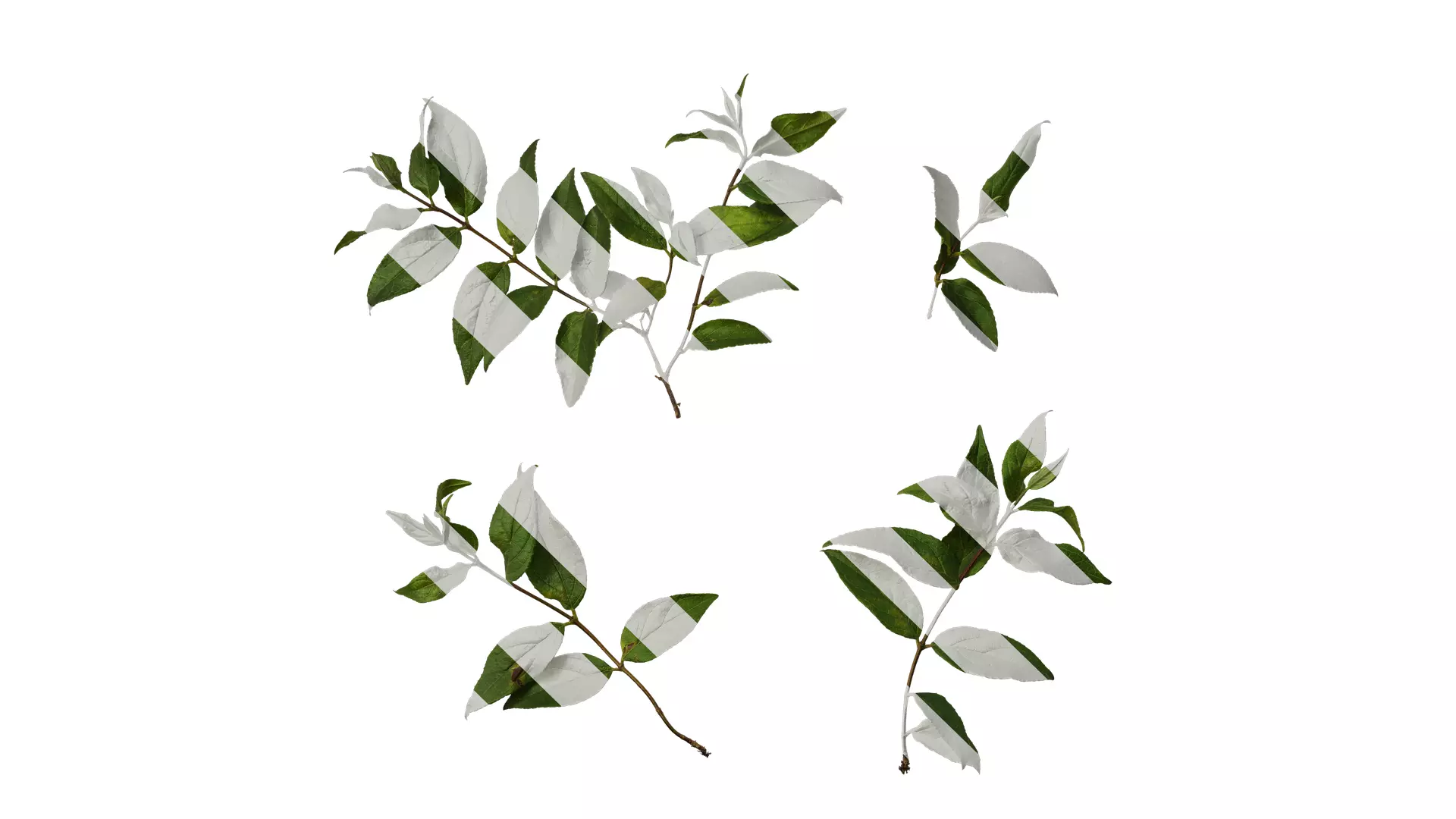 Anydrafts Deutzia scabra Atlas 09 Texture_0