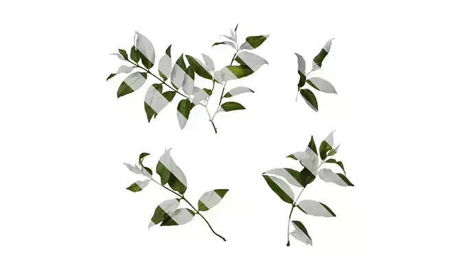 Anydrafts Deutzia scabra Atlas 09