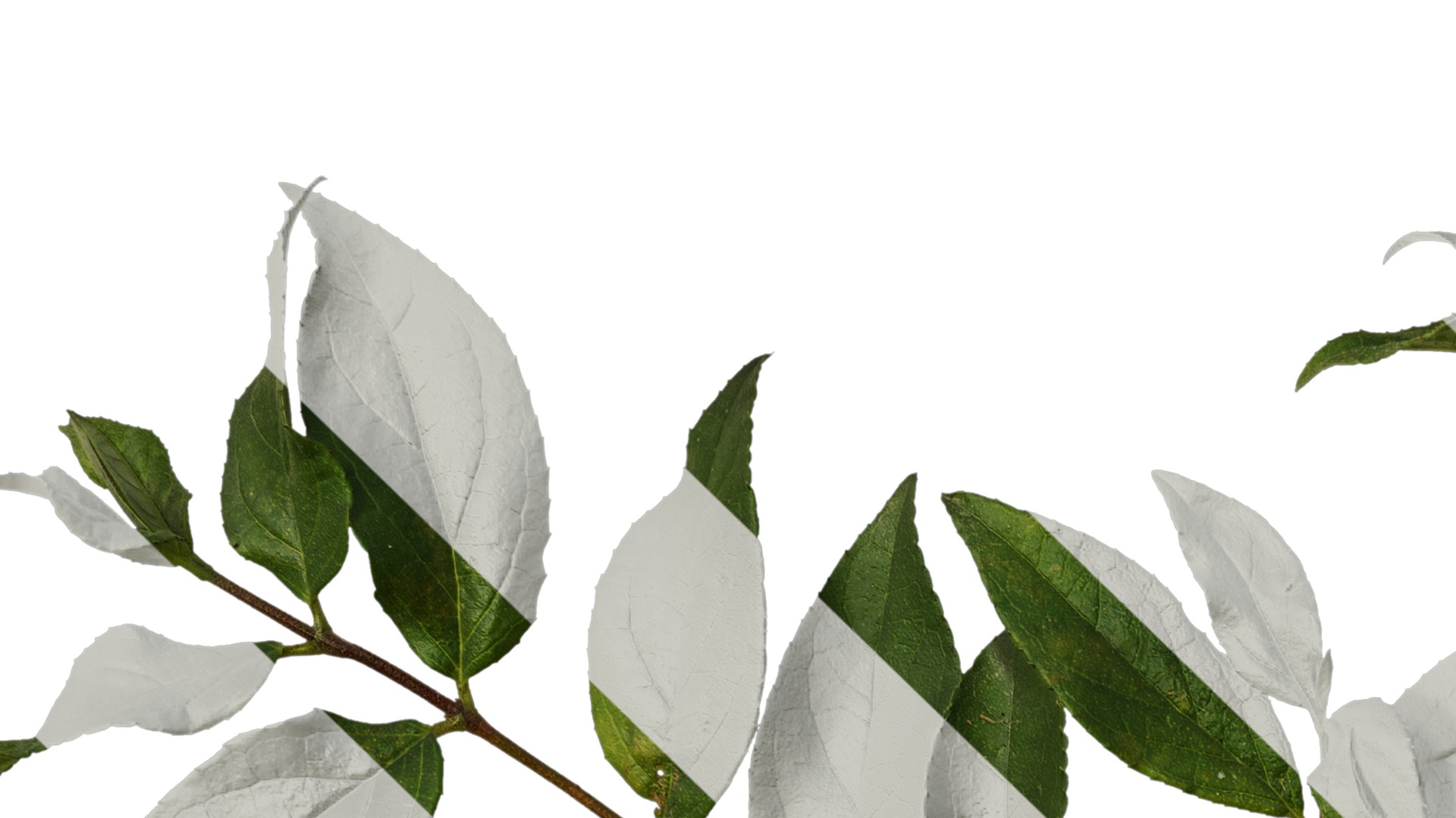 Anydrafts Deutzia scabra Atlas 09 Texture_1