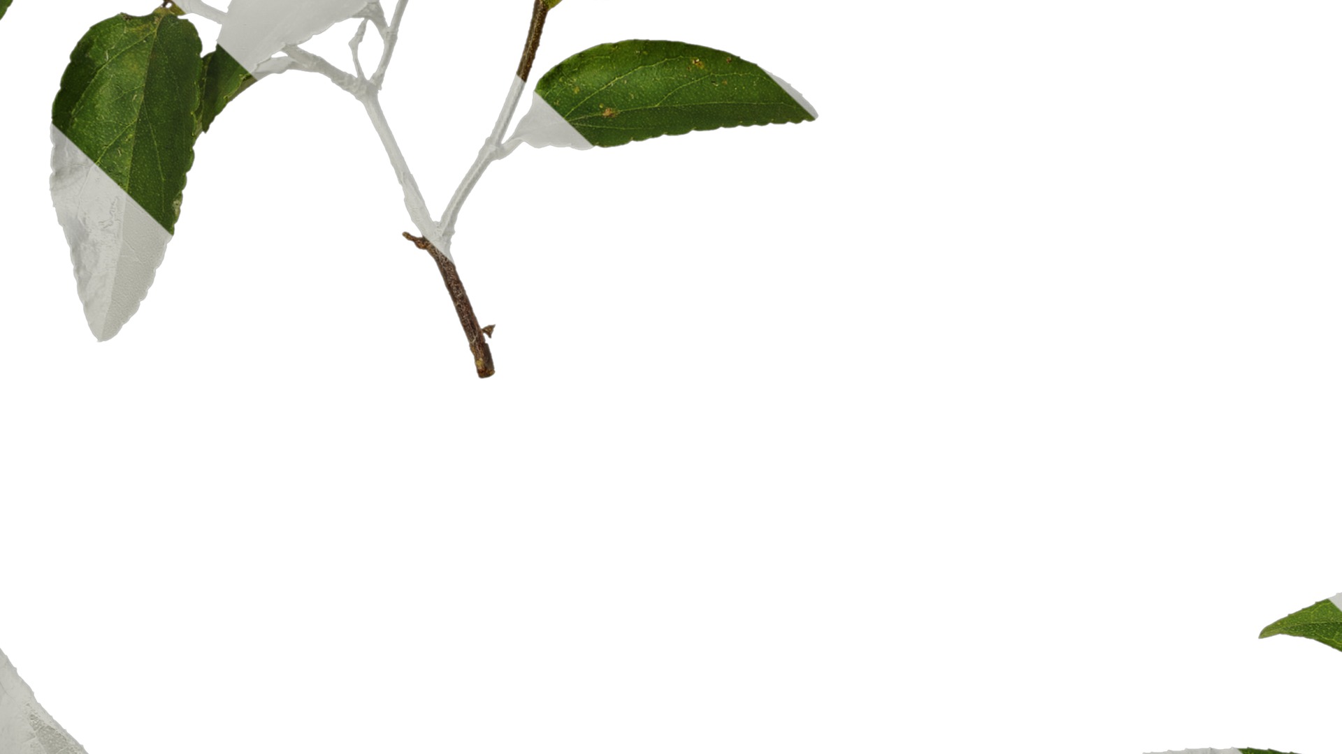 Anydrafts Deutzia scabra Atlas 09 Texture_7