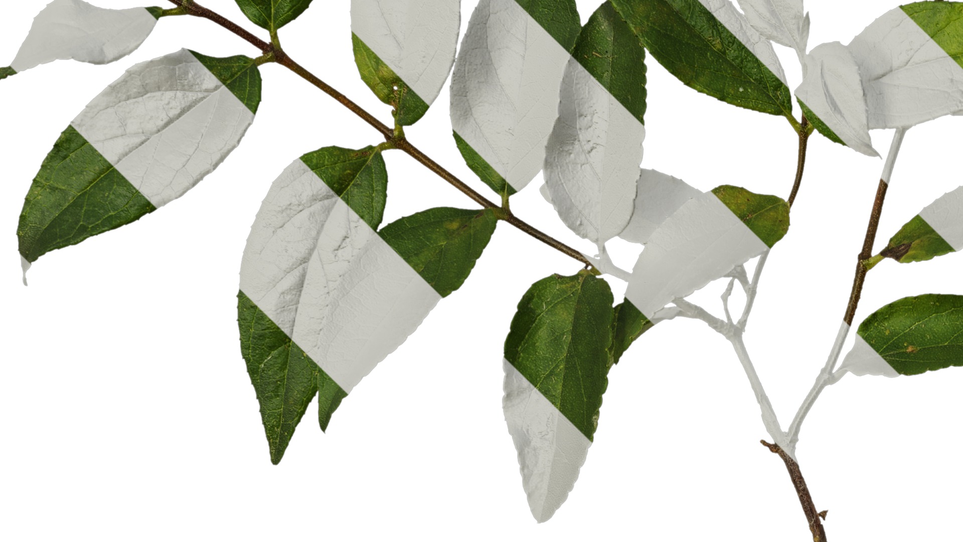 Anydrafts Deutzia scabra Atlas 09 Texture_3