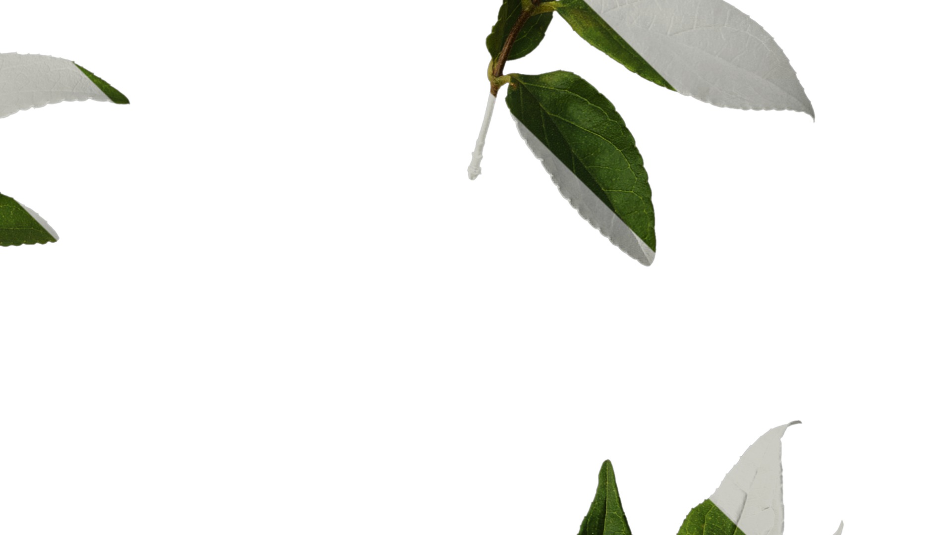 Anydrafts Deutzia scabra Atlas 09 Texture_4