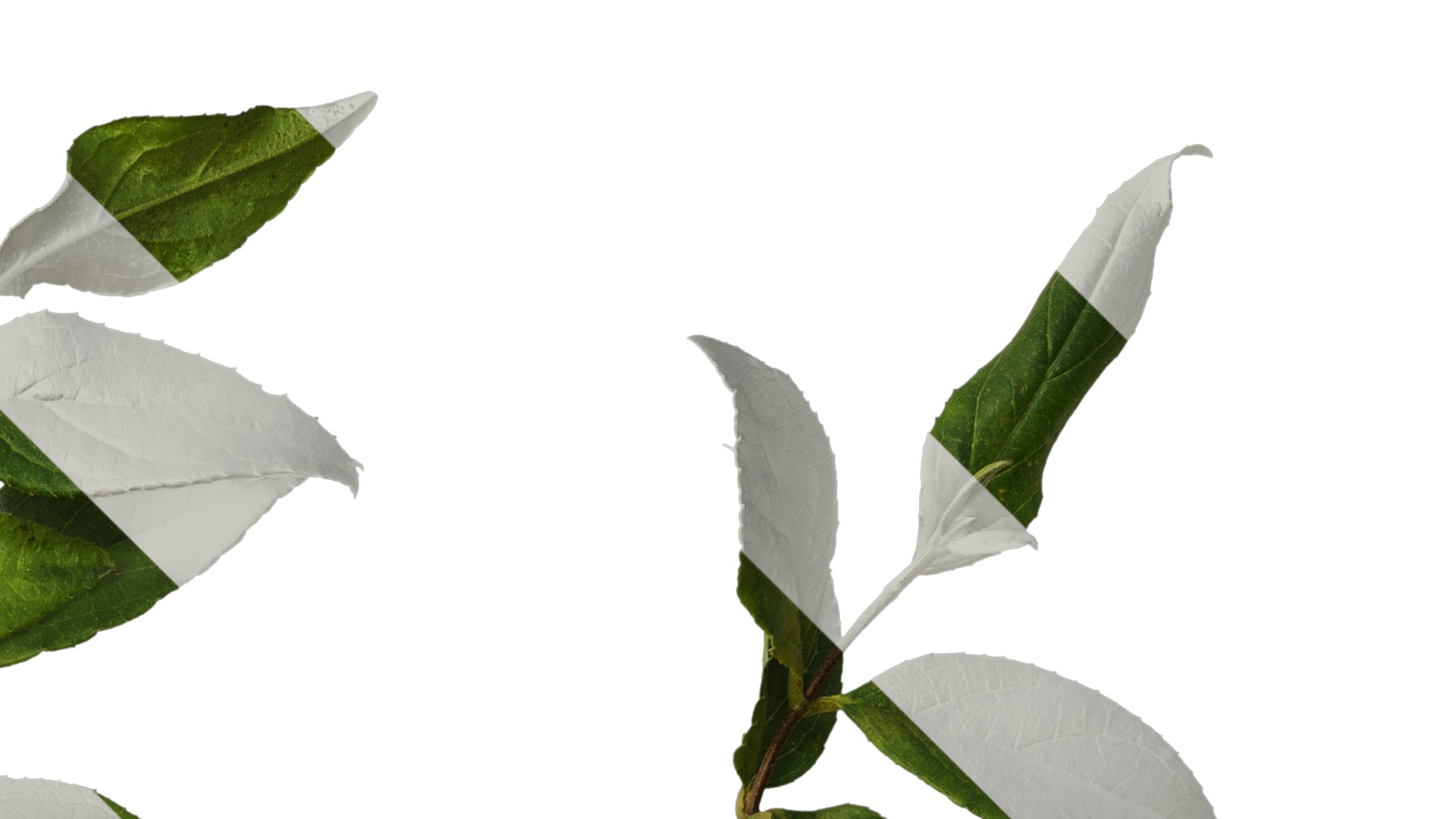 Anydrafts Deutzia scabra Atlas 09 Texture_2