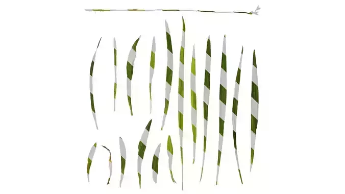 Anydrafts Freesia refracta Atlas 01