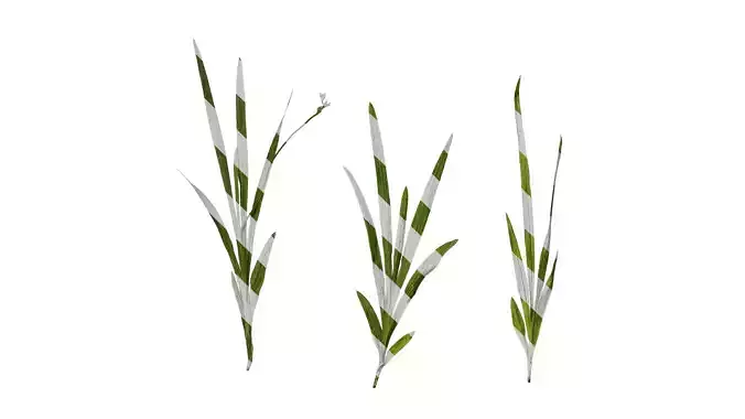 Anydrafts Freesia refracta Atlas 02