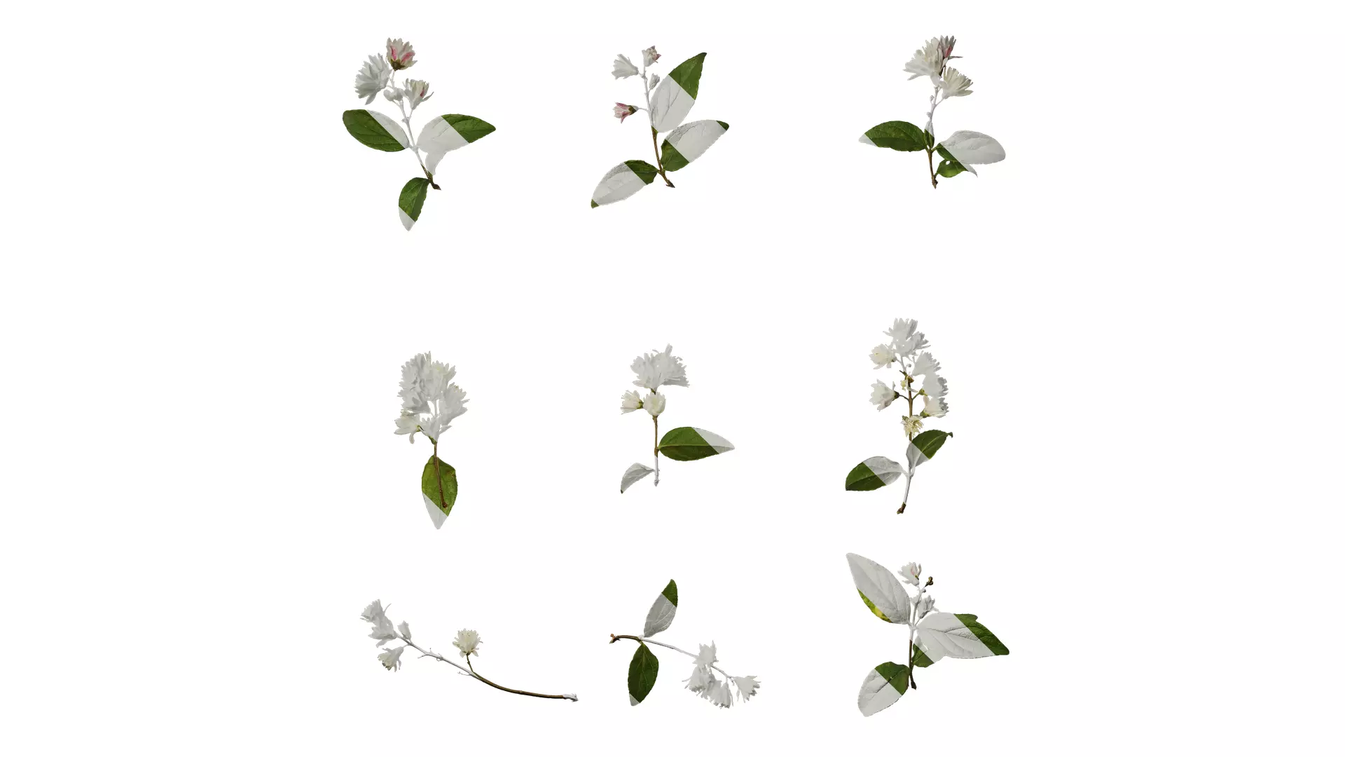 Anydrafts Deutzia scabra Atlas 10 Texture_0