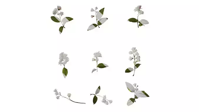 Anydrafts Deutzia scabra Atlas 10