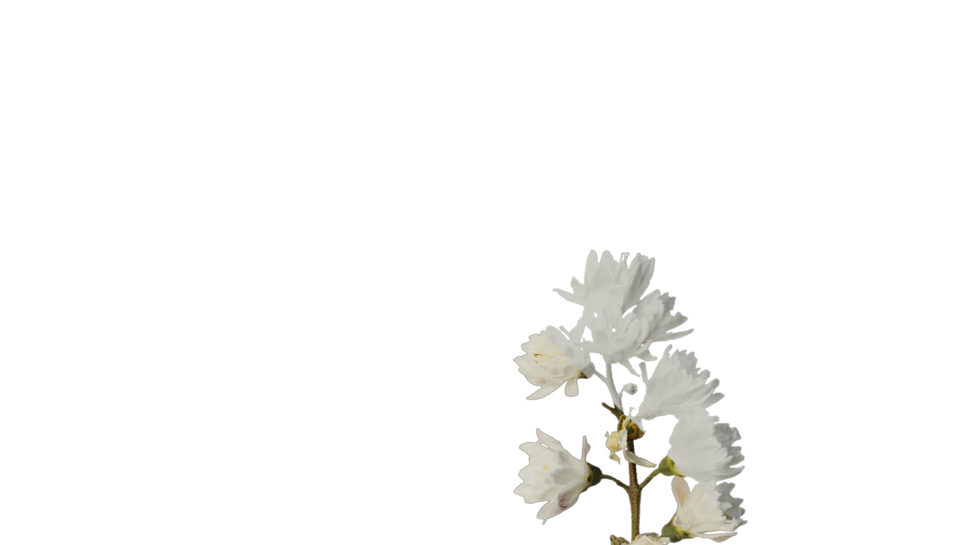 Anydrafts Deutzia scabra Atlas 10 Texture_4