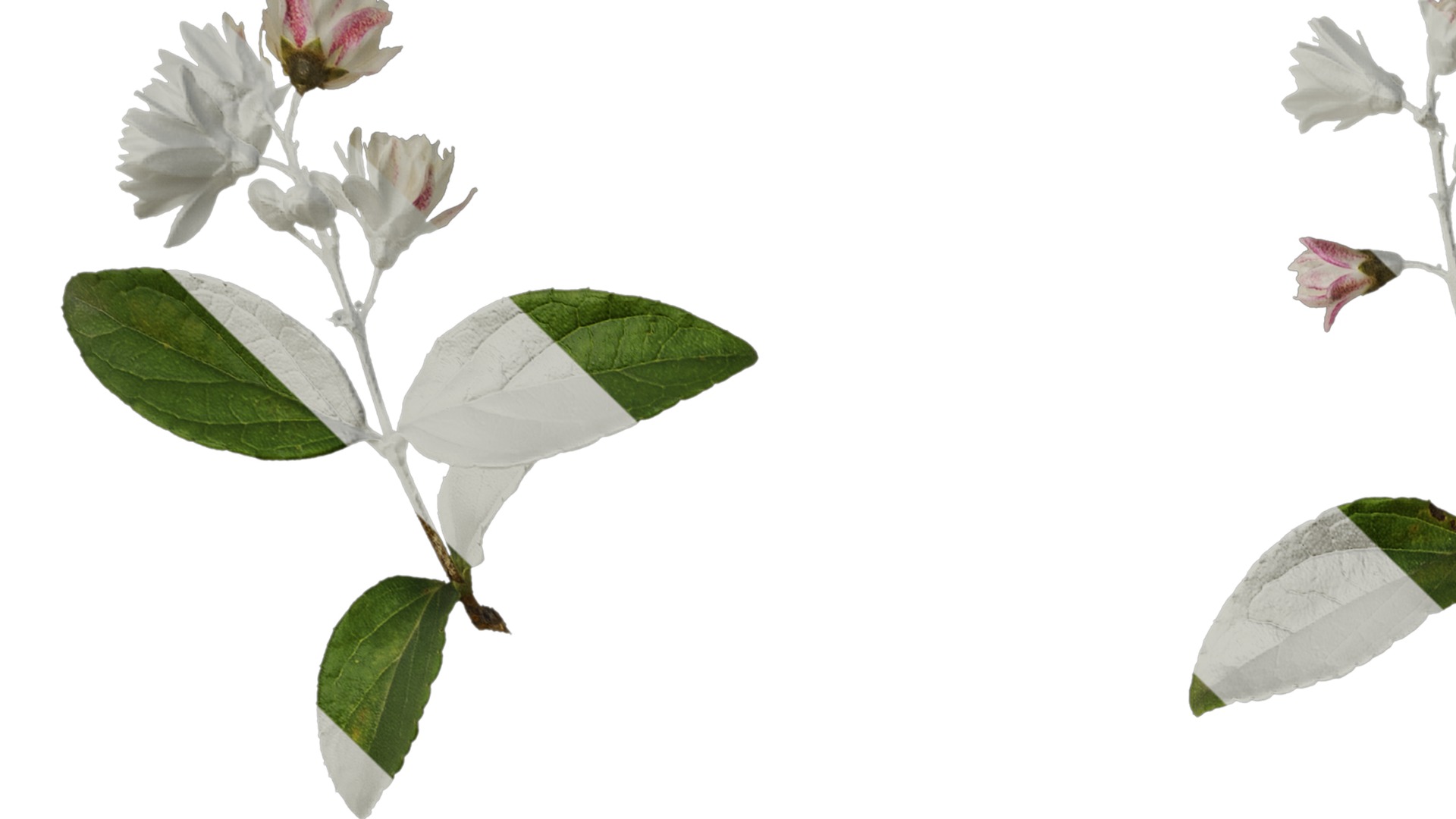 Anydrafts Deutzia scabra Atlas 10 Texture_1