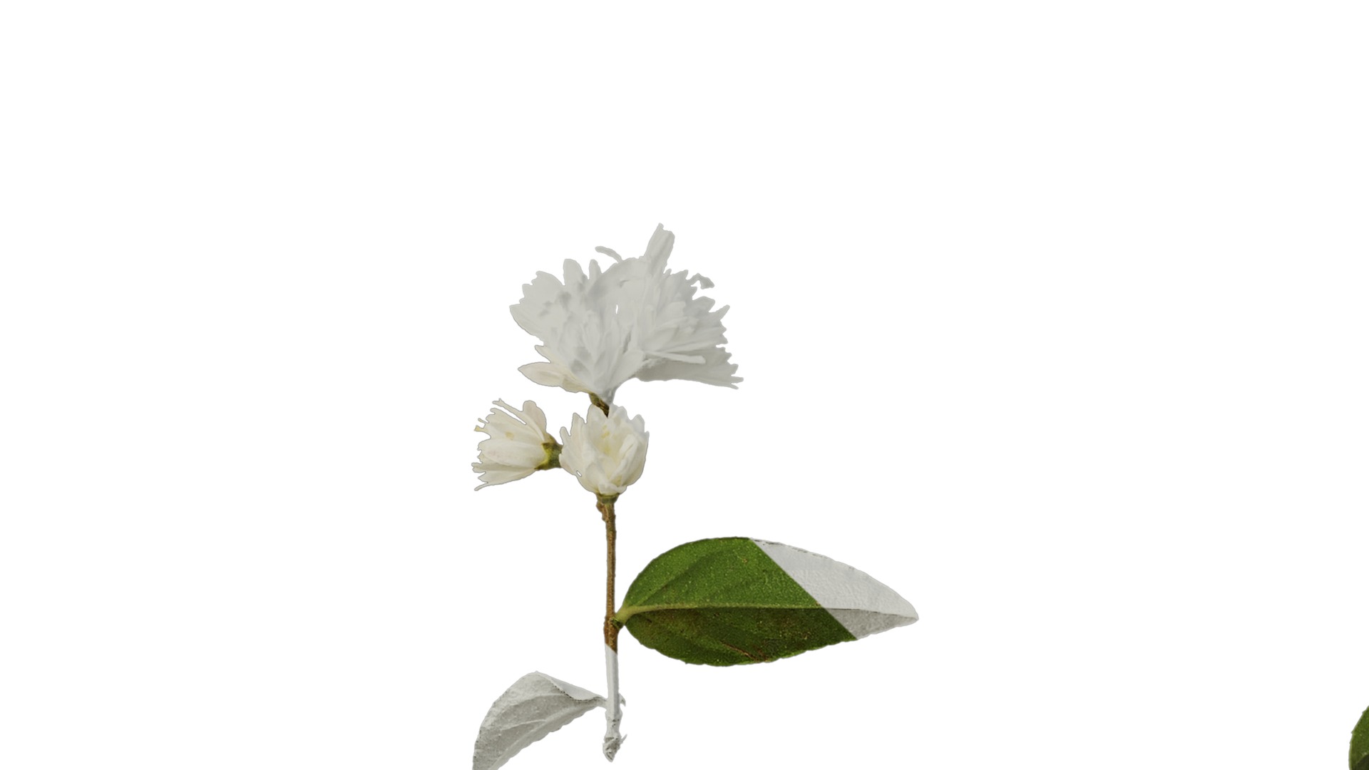 Anydrafts Deutzia scabra Atlas 10 Texture_7