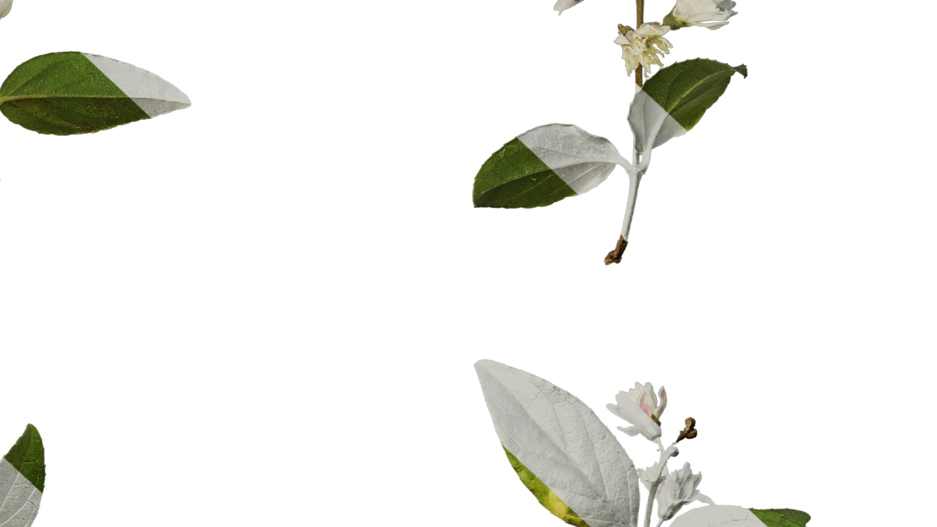 Anydrafts Deutzia scabra Atlas 10 Texture_6