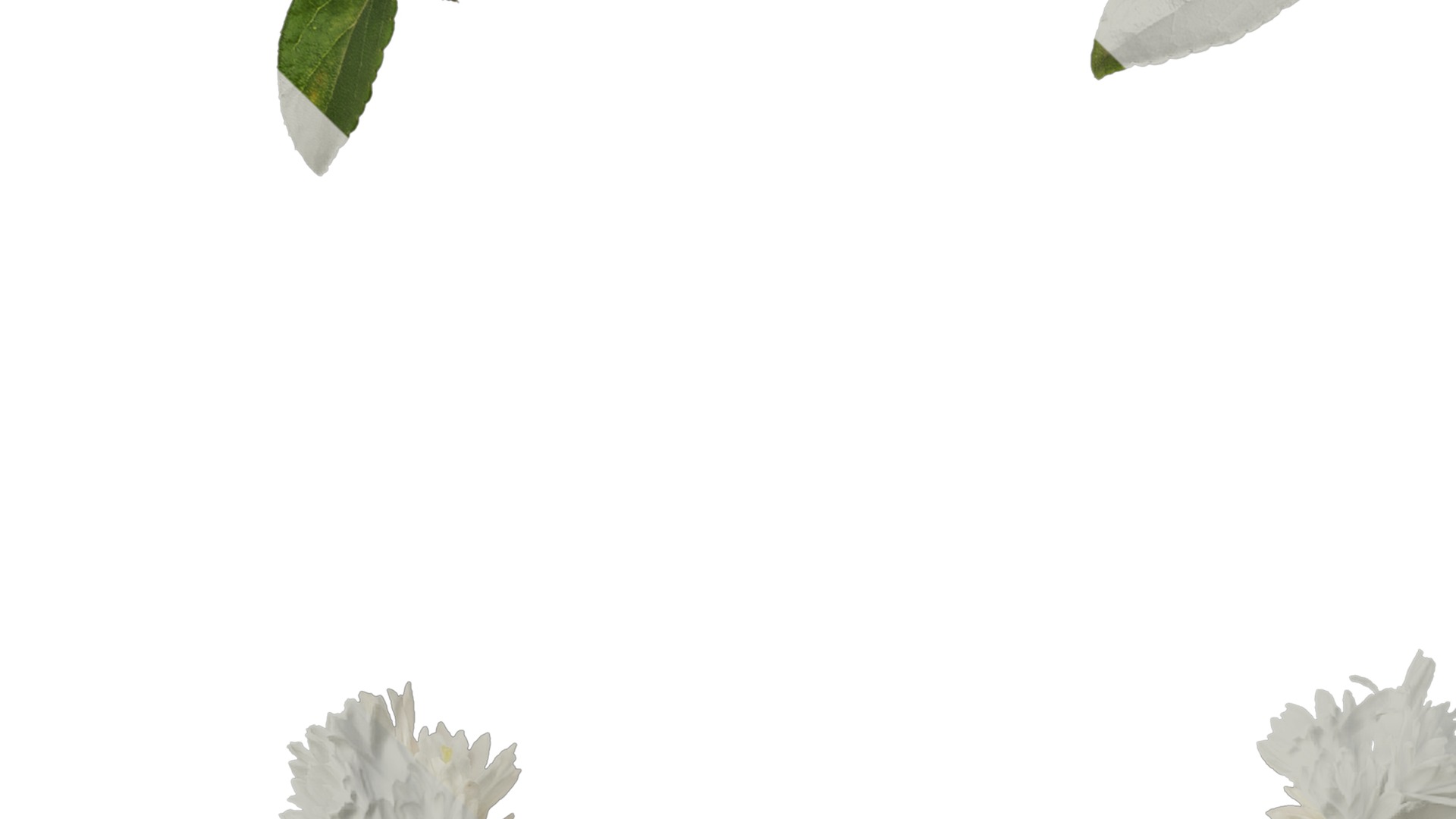 Anydrafts Deutzia scabra Atlas 10 Texture_3