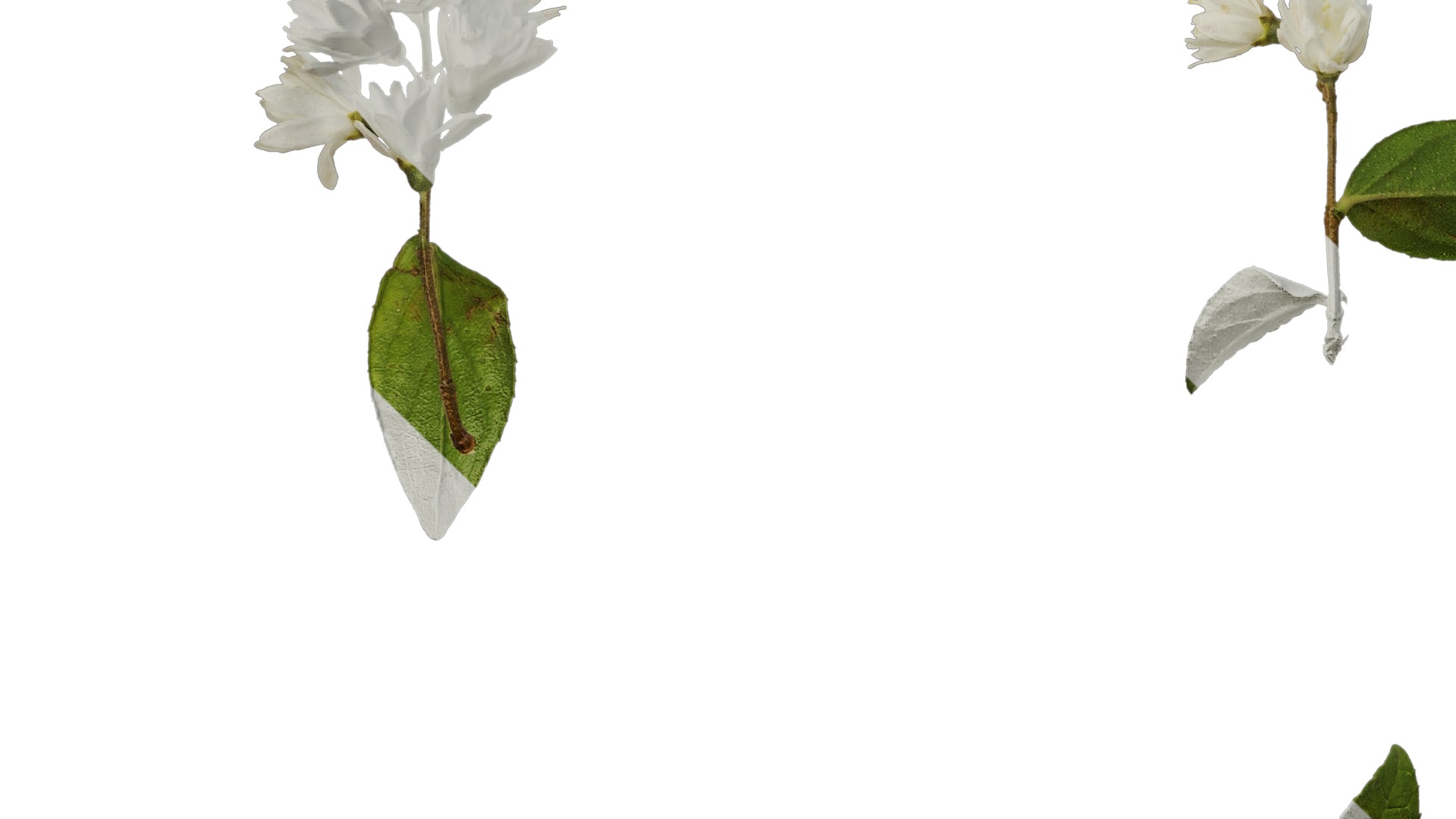 Anydrafts Deutzia scabra Atlas 10 Texture_5