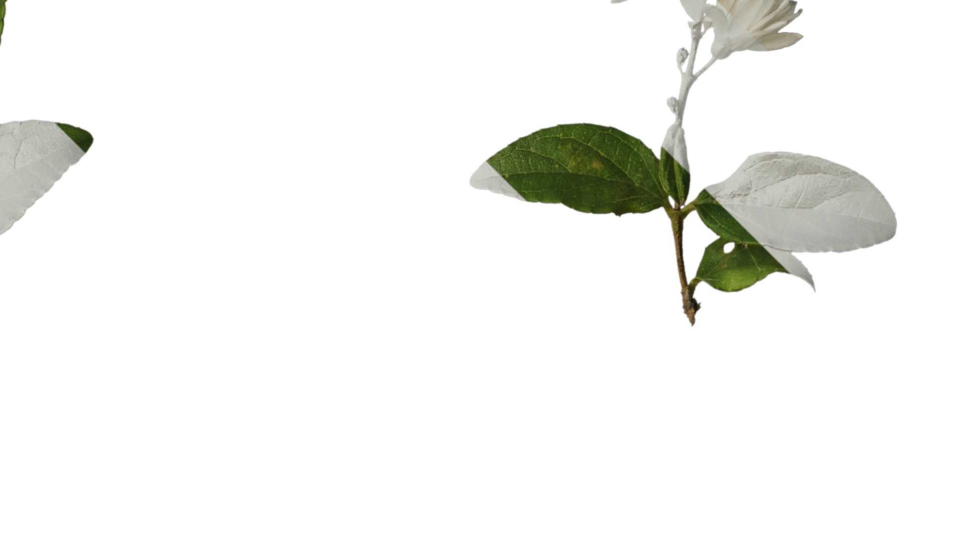 Anydrafts Deutzia scabra Atlas 10 Texture_2