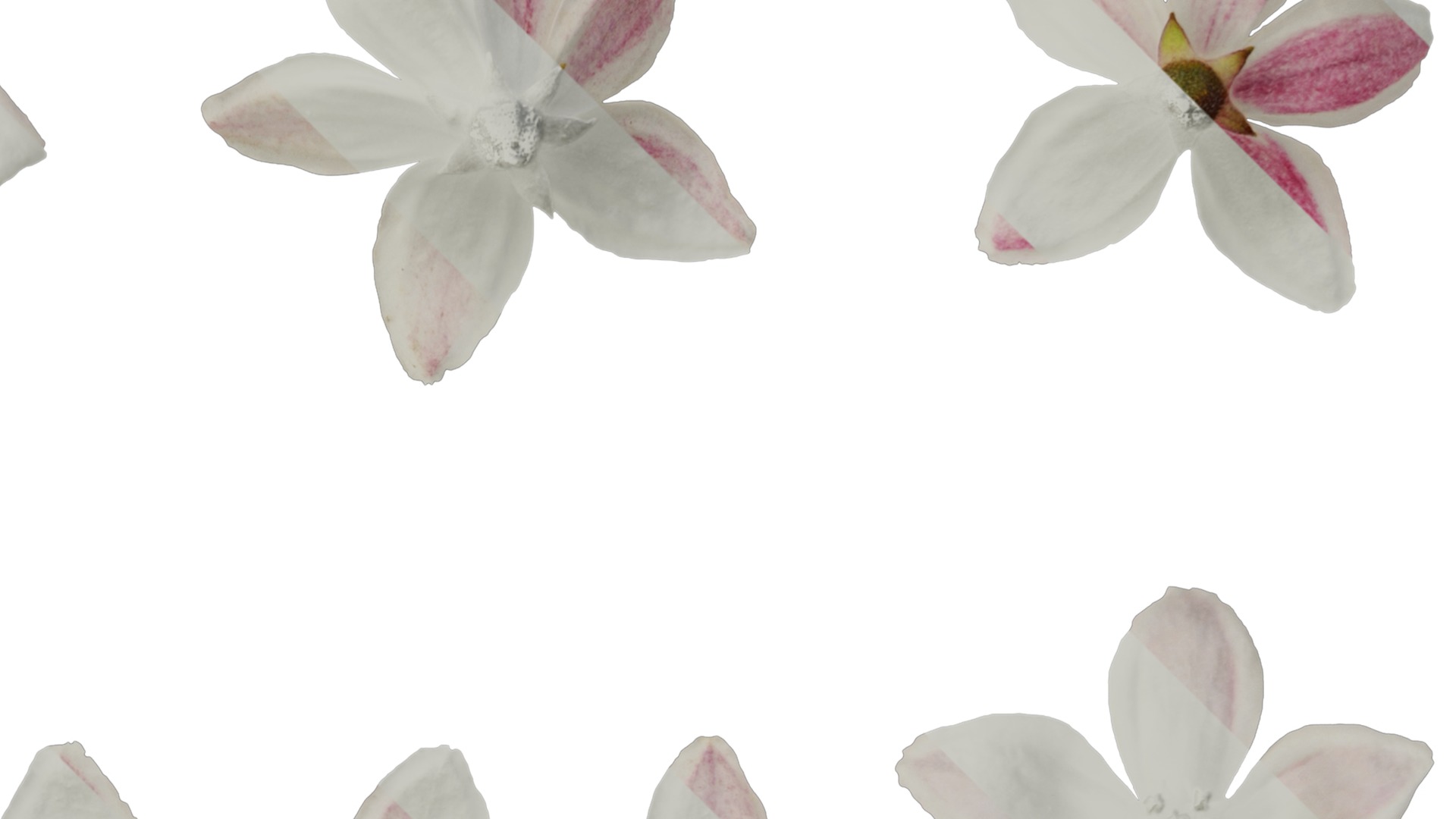 Anydrafts Deutzia scabra Flower 01 Texture_2