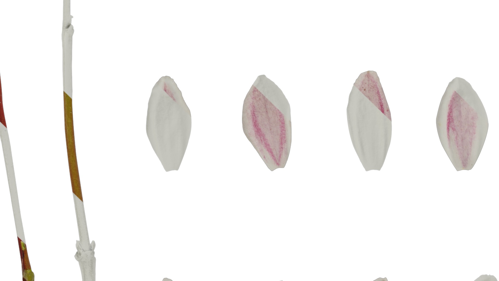 Anydrafts Deutzia scabra Flower 01 Texture_3