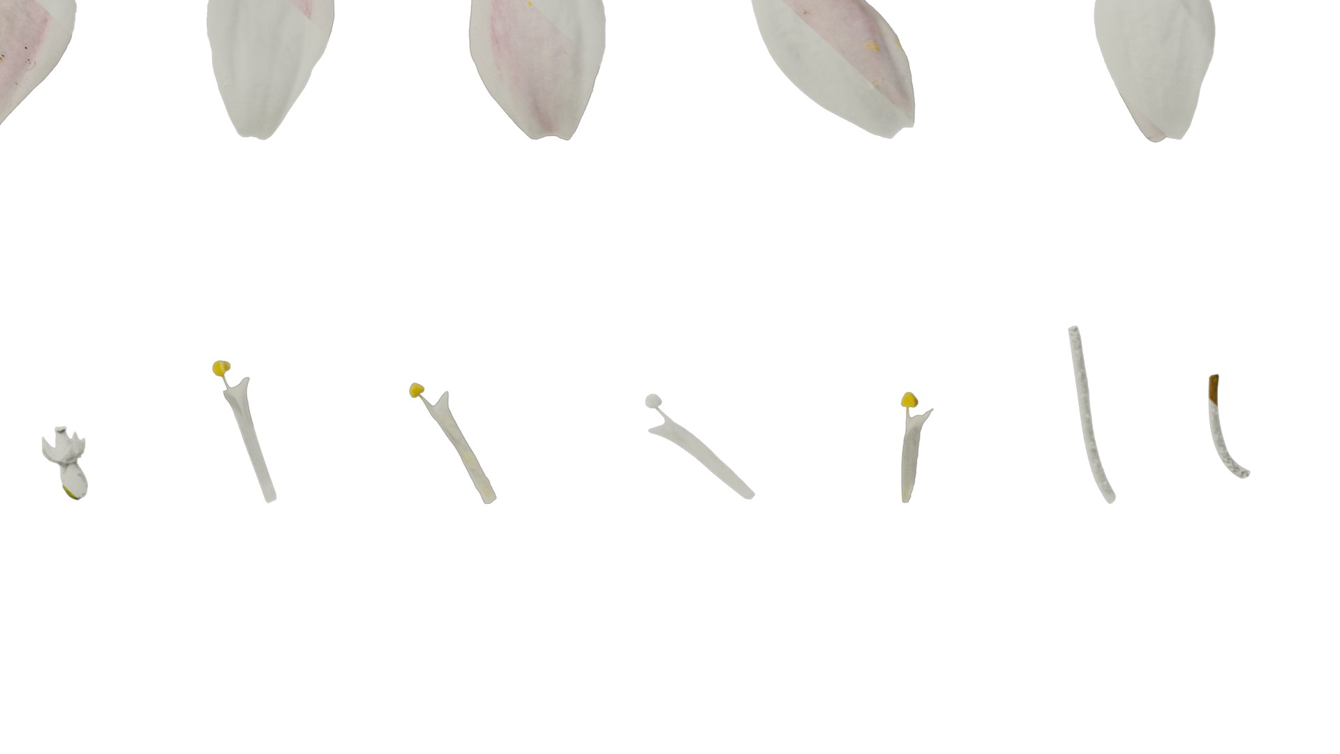 Anydrafts Deutzia scabra Flower 01 Texture_6