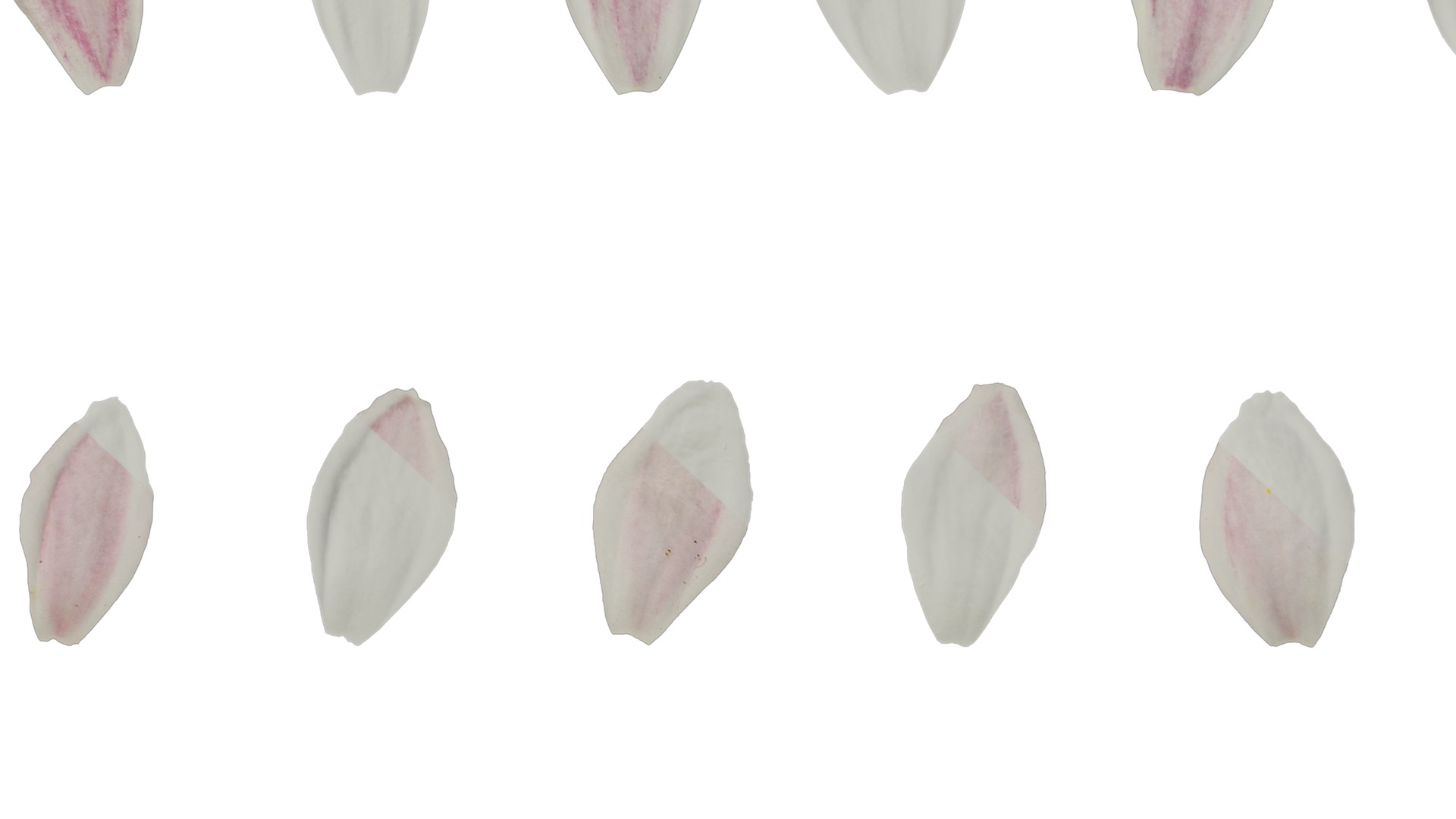 Anydrafts Deutzia scabra Flower 01 Texture_7