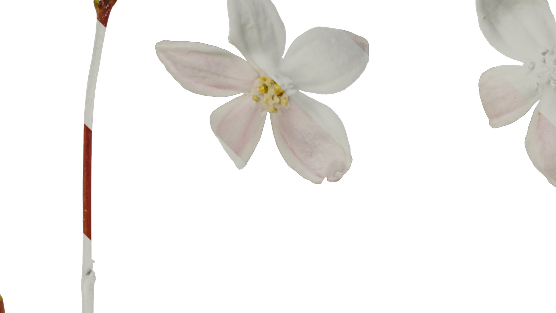 Anydrafts Deutzia scabra Flower 01 Texture_1