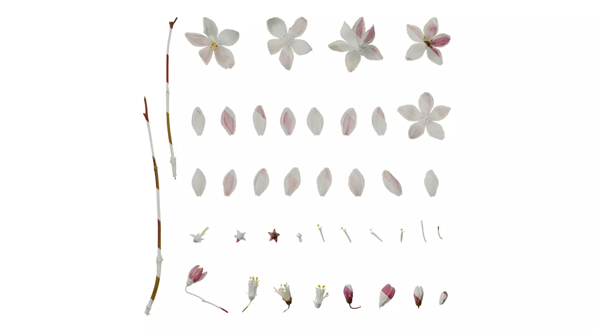 Anydrafts Deutzia scabra Flower 01 Texture_0