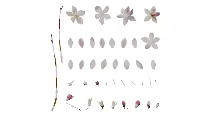 Anydrafts Deutzia scabra Flower 01