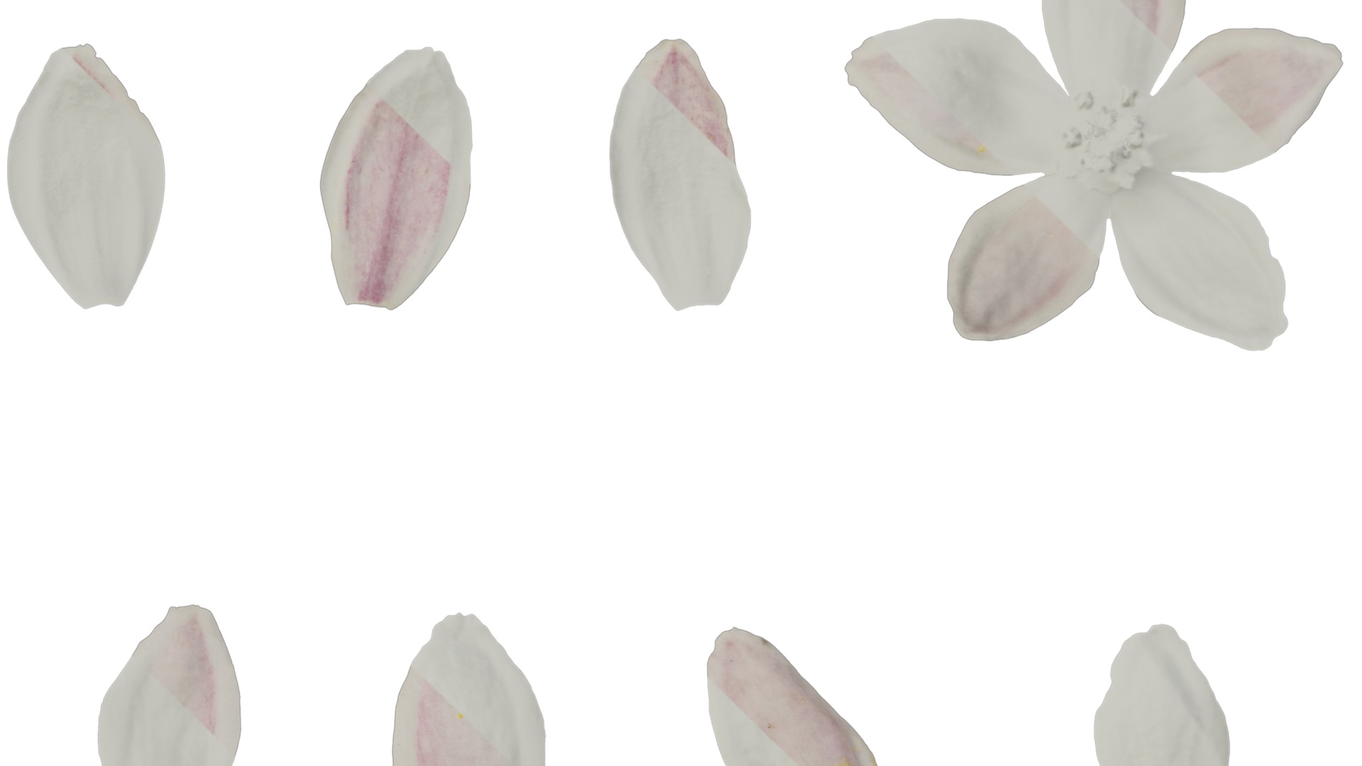 Anydrafts Deutzia scabra Flower 01 Texture_4