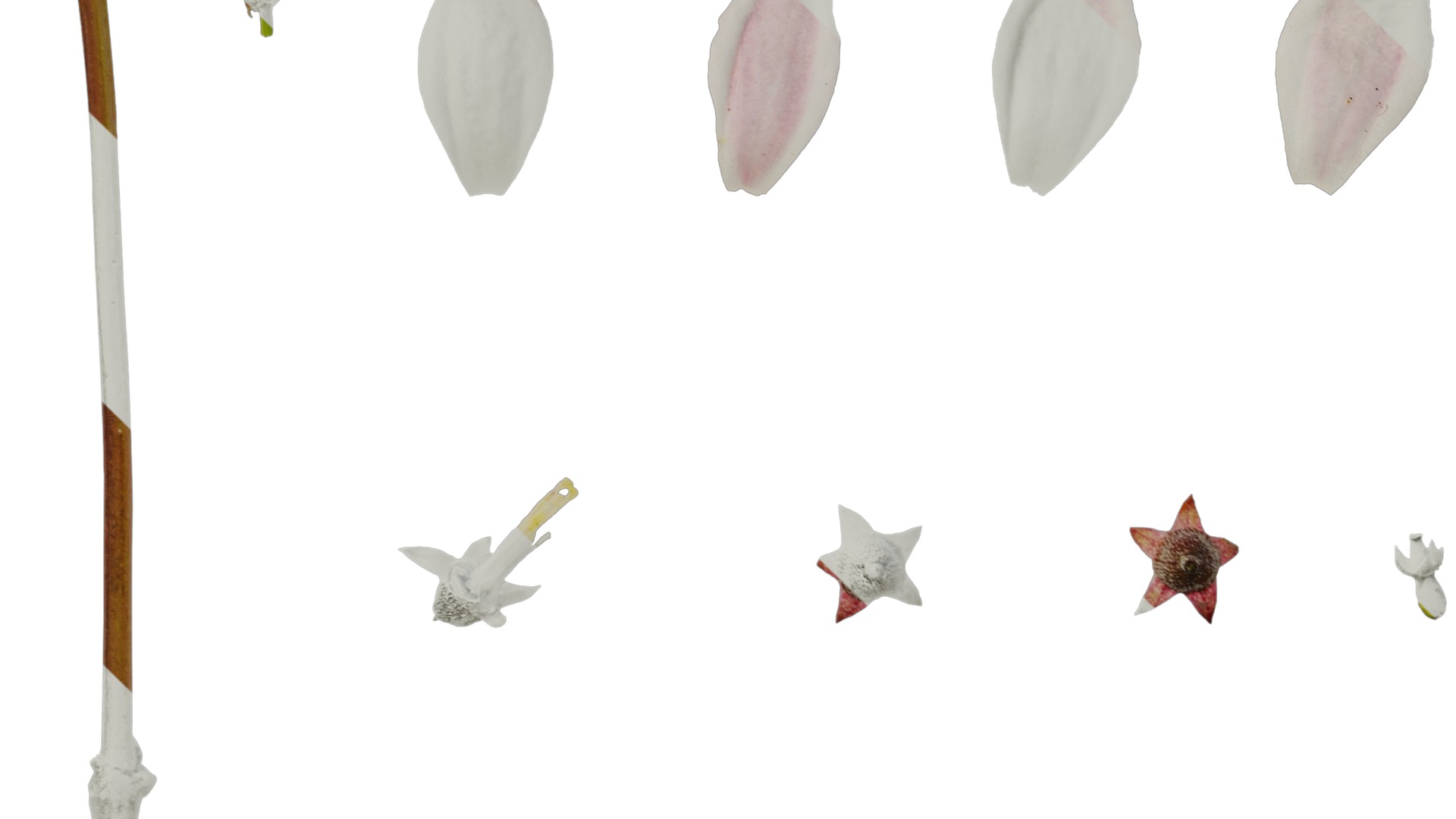 Anydrafts Deutzia scabra Flower 01 Texture_5