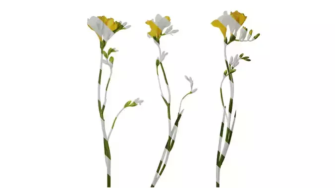 Anydrafts Freesia refracta Atlas 03