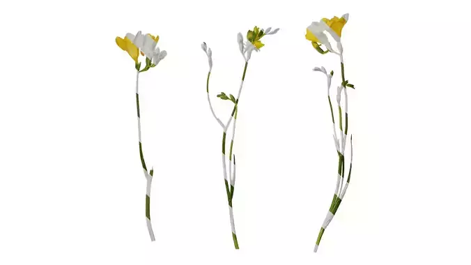 Anydrafts Freesia refracta Atlas 04