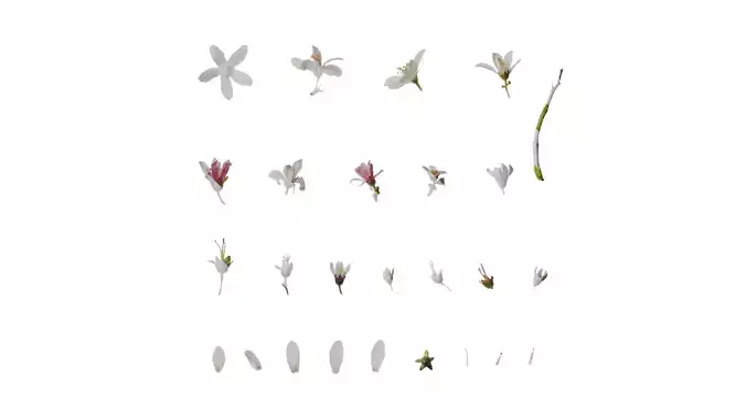 Anydrafts Deutzia scabra Flower 02