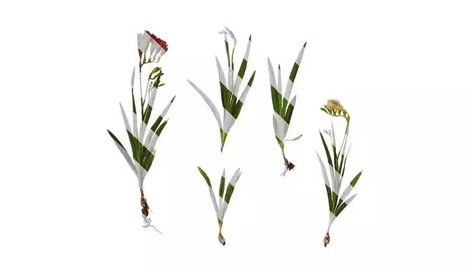 Anydrafts Freesia refracta Atlas 05