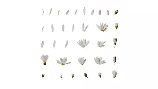 Anydrafts Deutzia scabra Flower 03