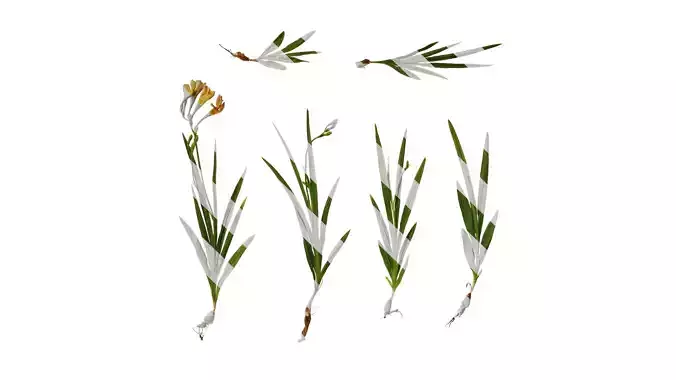 Anydrafts Freesia refracta Atlas 06