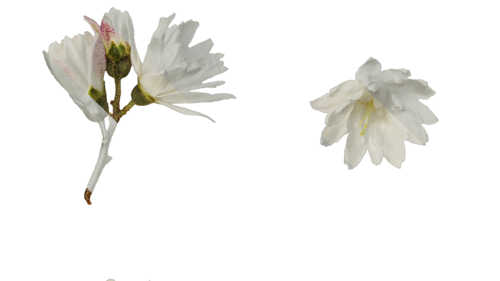 Anydrafts Deutzia scabra Flower 04 Texture_5