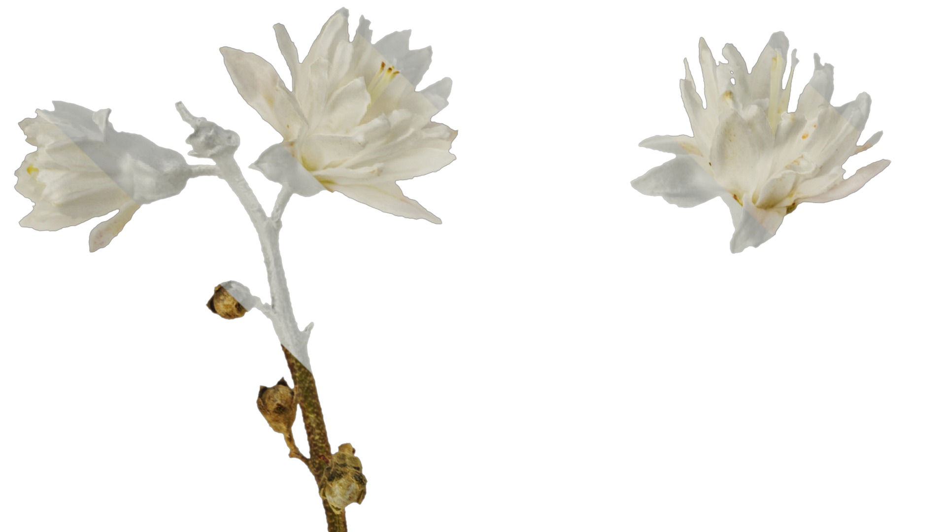 Anydrafts Deutzia scabra Flower 04 Texture_1