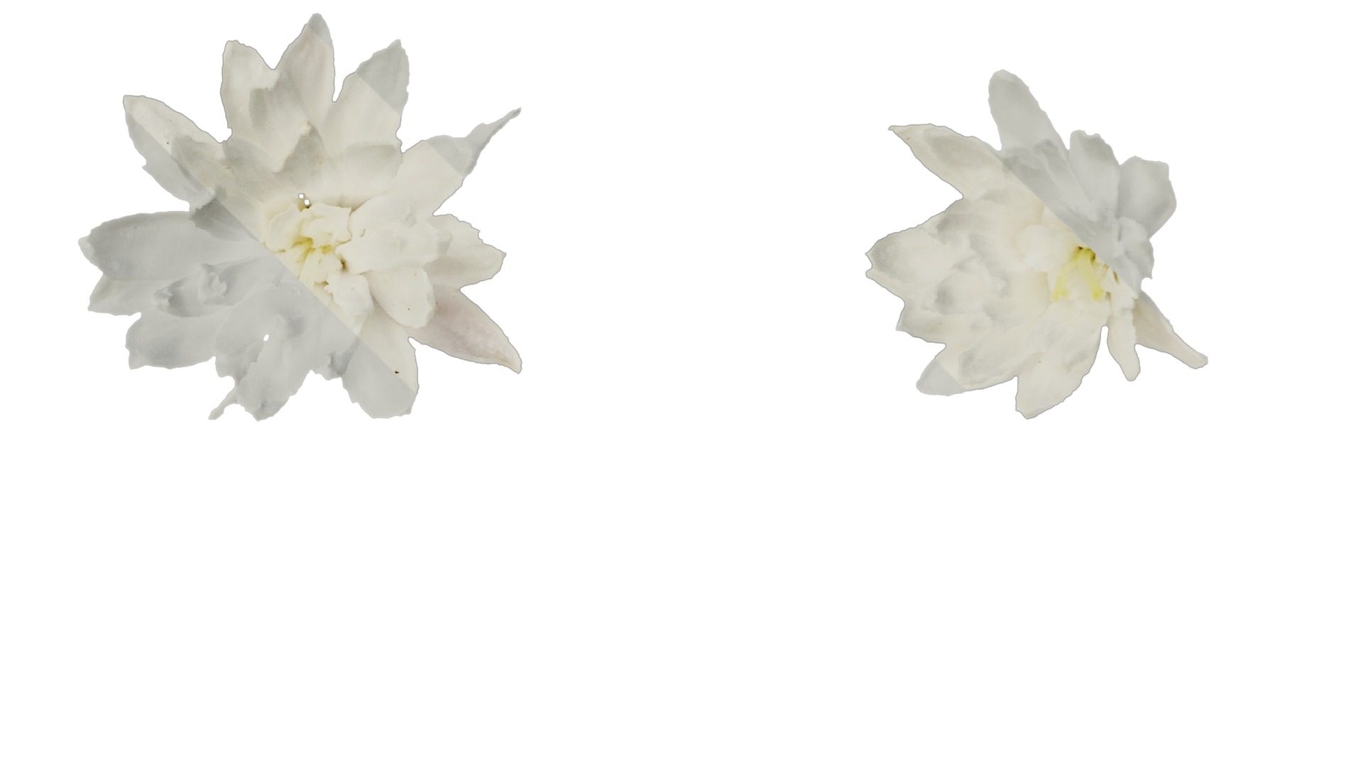 Anydrafts Deutzia scabra Flower 04 Texture_4