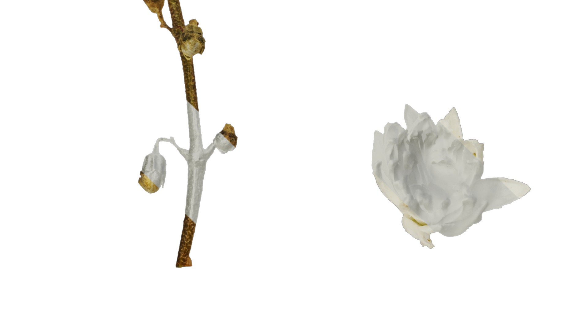 Anydrafts Deutzia scabra Flower 04 Texture_3