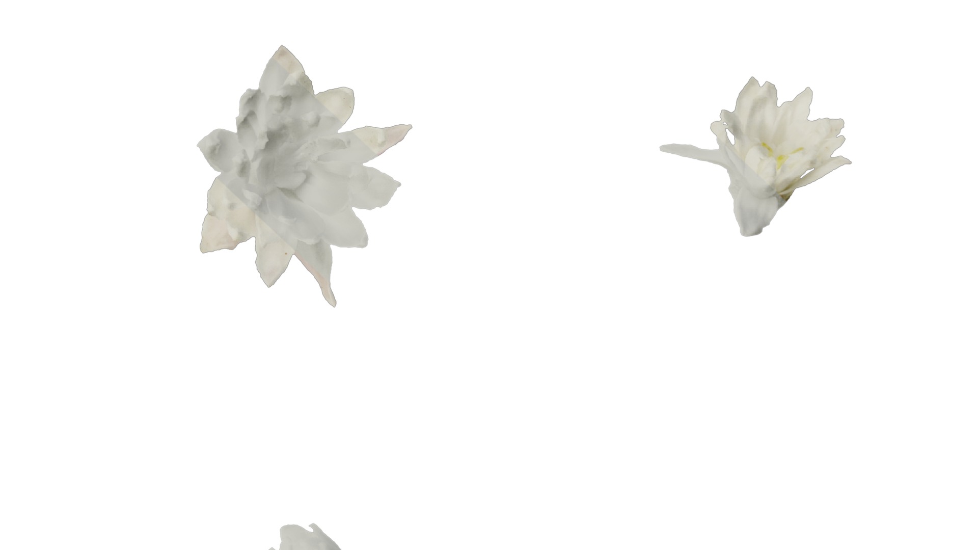 Anydrafts Deutzia scabra Flower 04 Texture_6