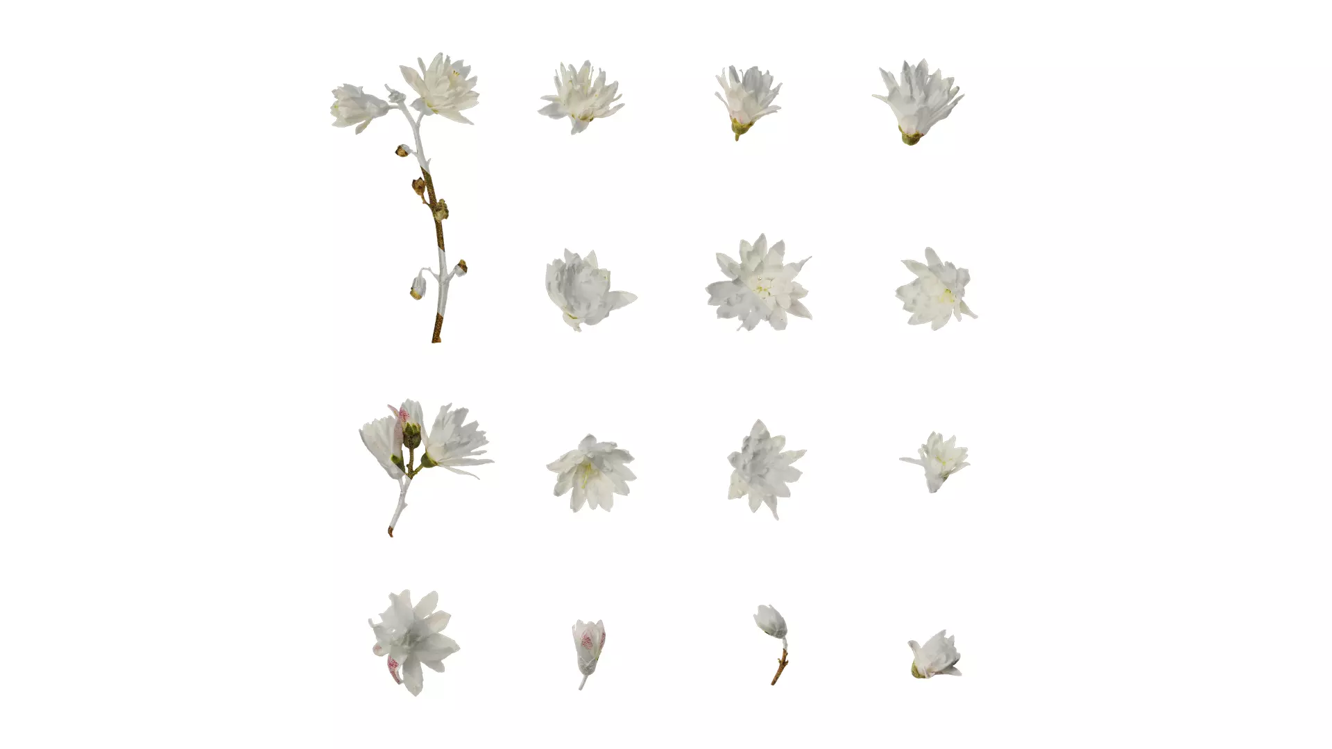 Anydrafts Deutzia scabra Flower 04 Texture_0