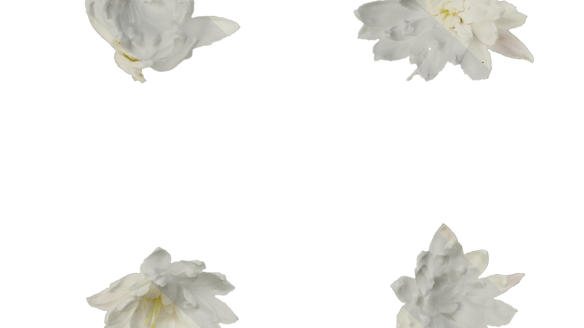 Anydrafts Deutzia scabra Flower 04 Texture_7