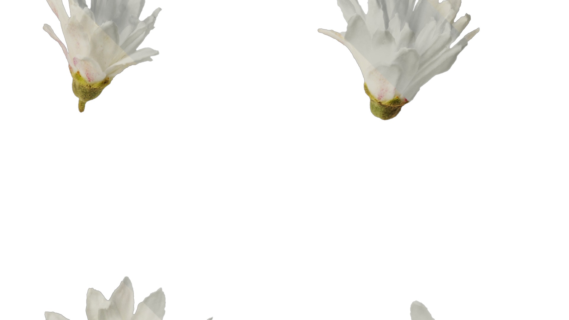 Anydrafts Deutzia scabra Flower 04 Texture_2