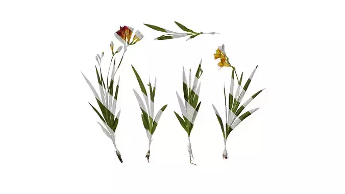 Anydrafts Freesia refracta Atlas 07