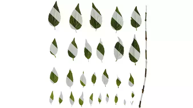 Anydrafts Deutzia scabra Leaf 01