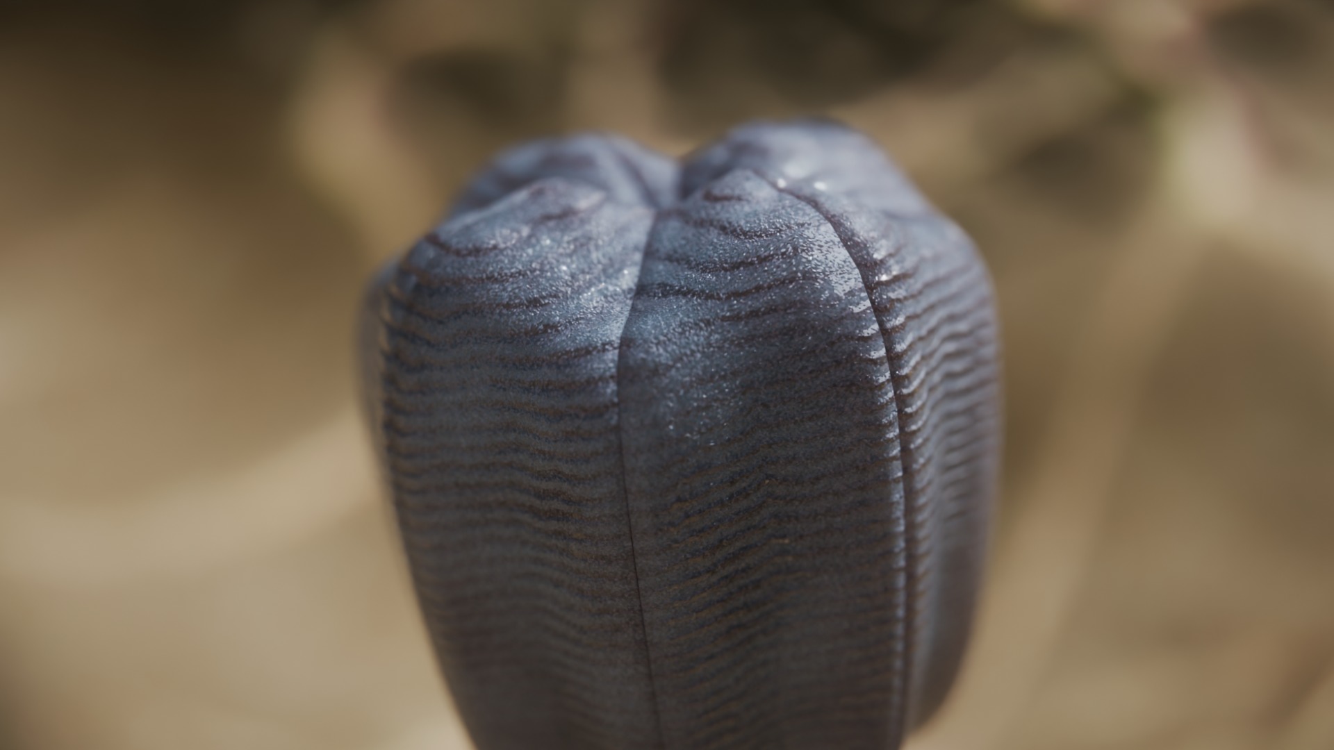 Siphusauctum Low-poly 3D model_2