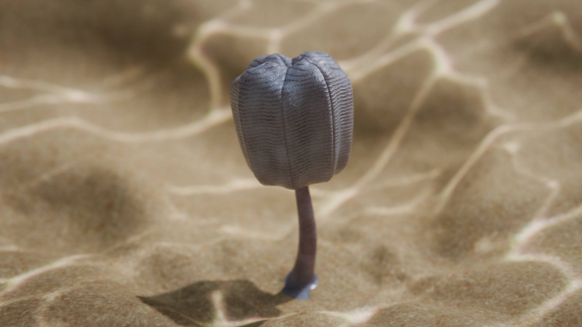 Siphusauctum Low-poly 3D model_1