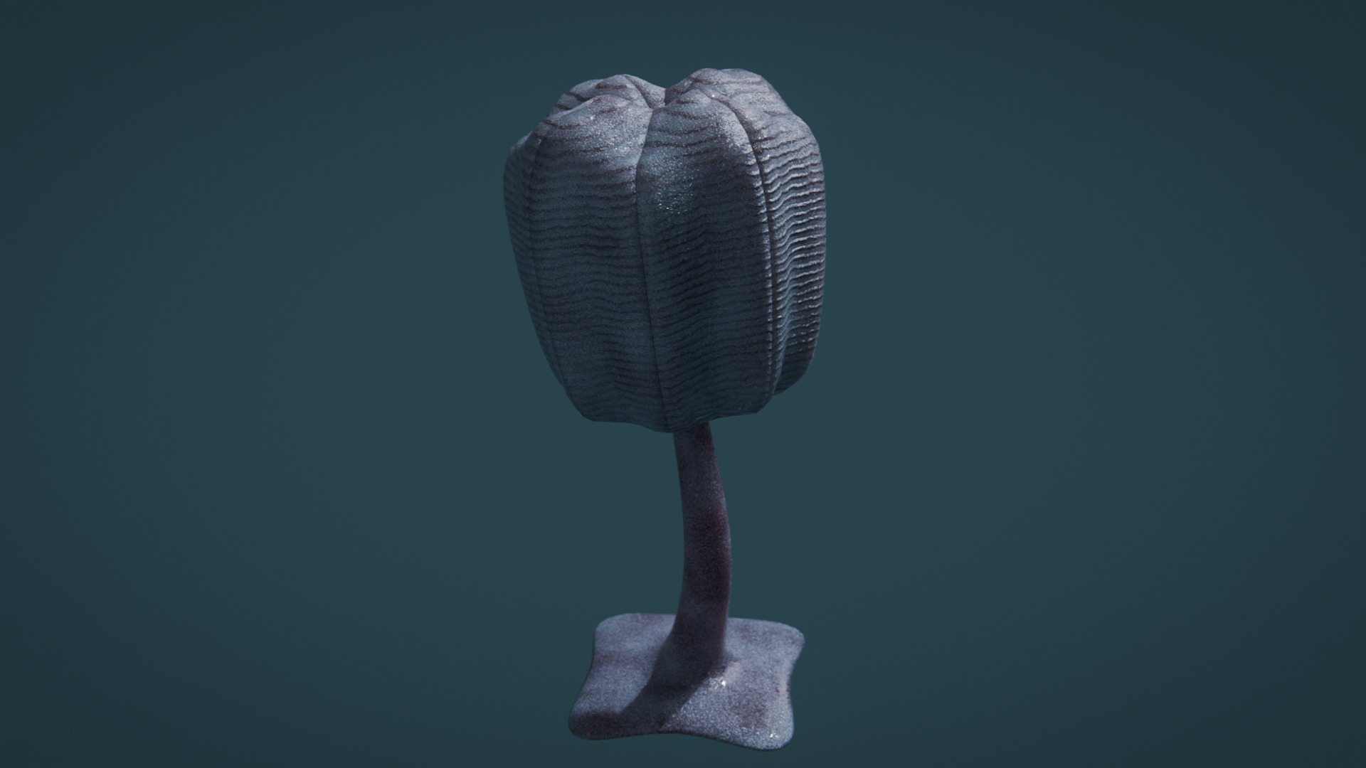 Siphusauctum Low-poly 3D model_3