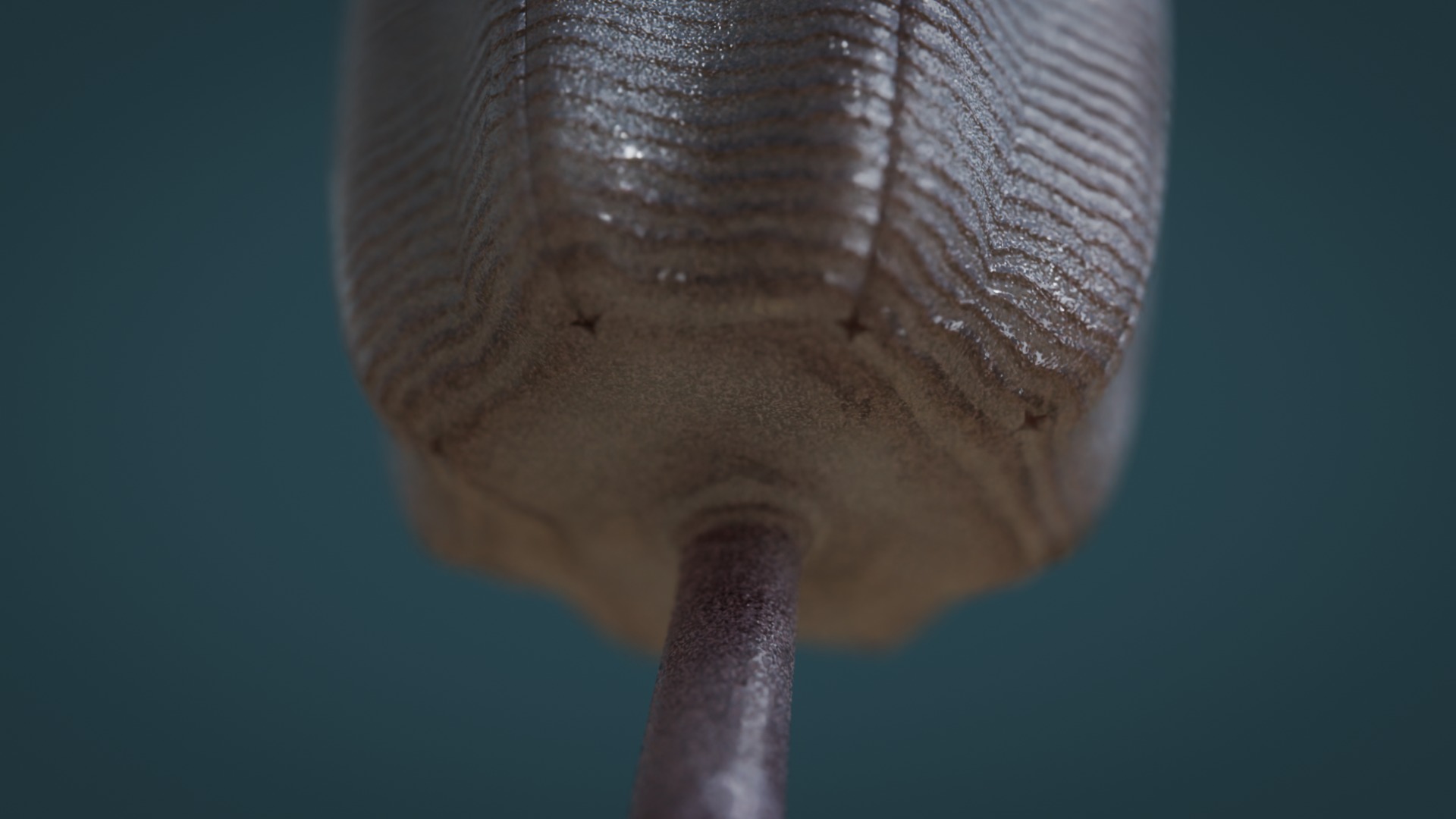 Siphusauctum Low-poly 3D model_5