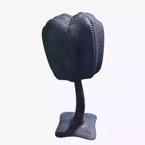 Siphusauctum Low-poly 3D model